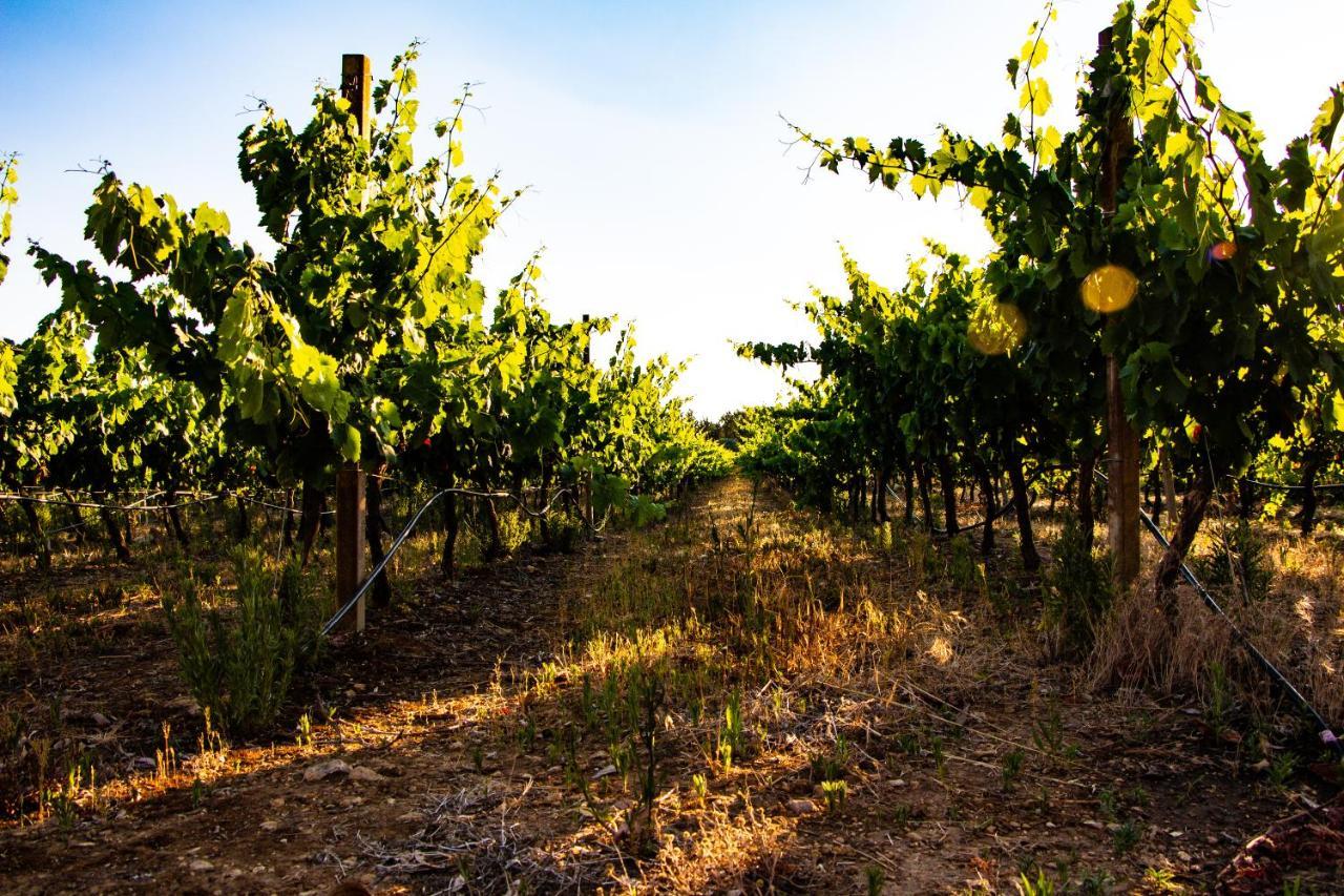 Bed and Breakfast The Vineyards Alguer Exterior foto