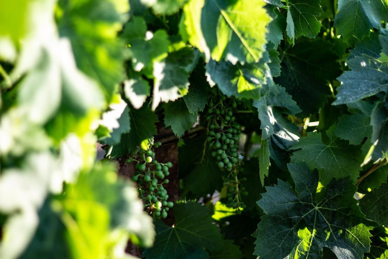 Bed and Breakfast The Vineyards Alguer Exterior foto