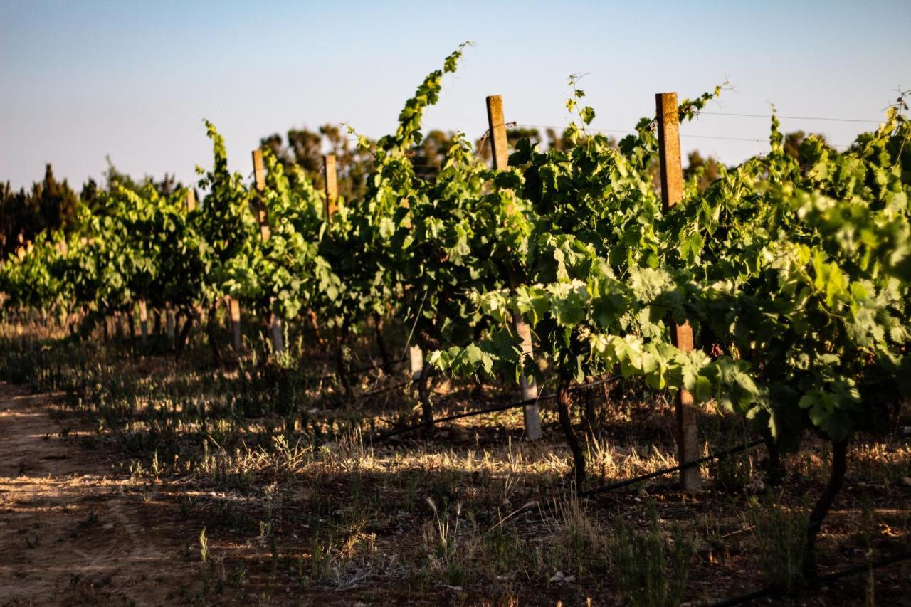 Bed and Breakfast The Vineyards Alguer Exterior foto